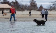 Don't tell the dogs at Greenwich Point Beach that the water temp is 37F