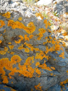 Lichens. Penobscot Bay, Maine